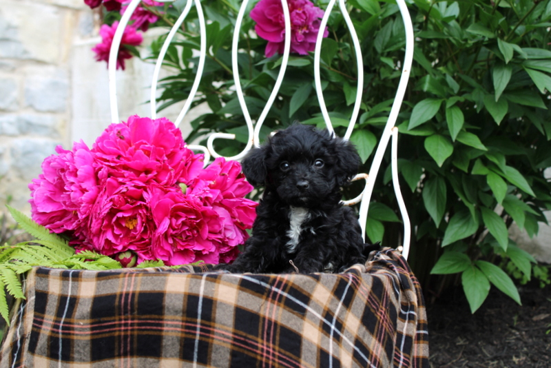 puppy, for, sale, Mini Bernedoodle, Matthew B. Stoltzfus, dog, breeder, Gap, PA, dog-breeder, puppy-for-sale, forsale, nearby, find, puppyfind, locator, puppylocator, aca